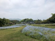 慈眼寺公園　ネモフィラ